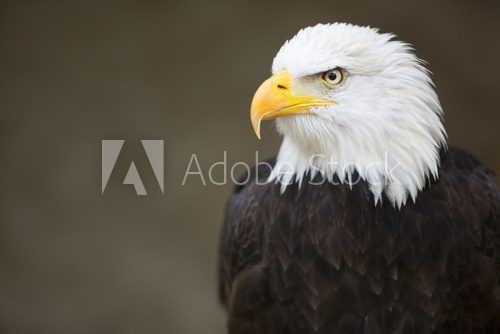 Fototapeta Bald headed eagle, side profile.