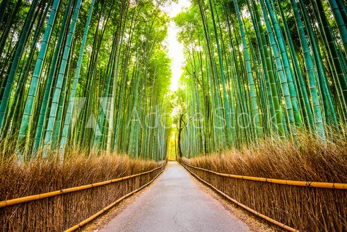 Fototapeta Bamboo Forest of Kyoto, Japan