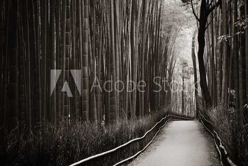 Fototapeta Bamboo Grove