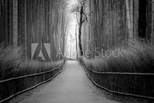 Fototapeta Bamboo Grove