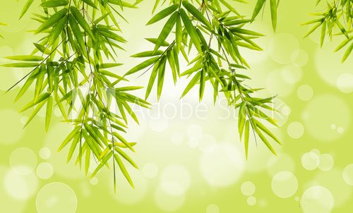 Fototapeta Bamboo leaves on bokeh background