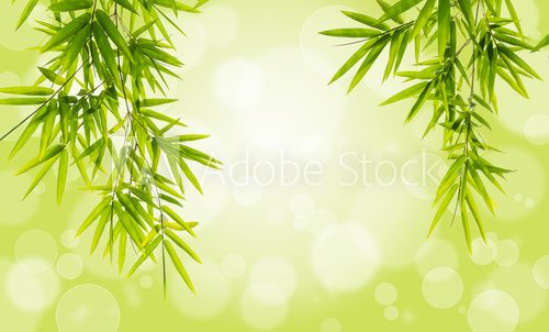 Fototapeta Bamboo leaves on bokeh background