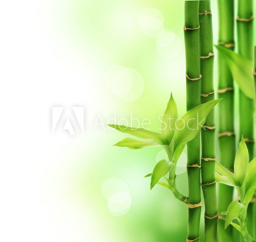 Fototapeta Bamboo