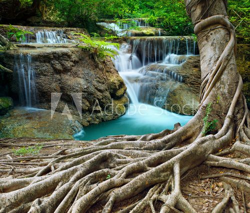 Fototapeta banyan tree and limestone waterfalls in purity deep forest use n