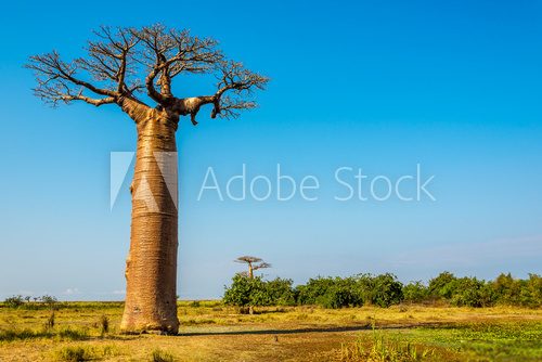 Fototapeta Baobab trees near Morondava
