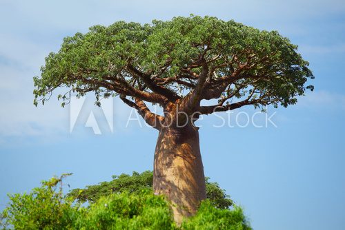 Fototapeta Baobab