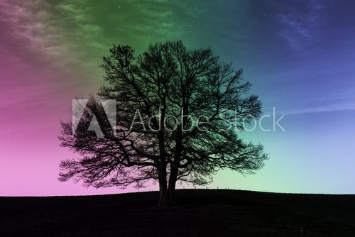 Fototapeta Baum vor Himmel