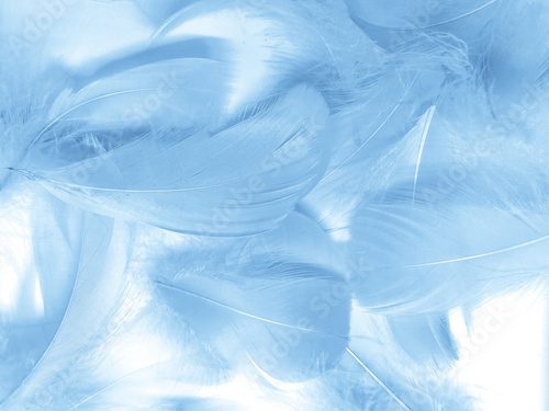 Fototapeta Beautiful abstract blue feathers on white background, white feather texture and blue background, feather wallpaper, blue texture banners, love theme, valentines day, light blue texture, white gradient