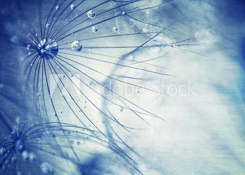 Fototapeta Beautiful blue dandelion background