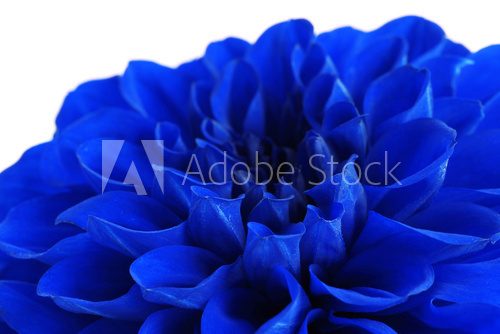 Fototapeta Beautiful blue flower close-up