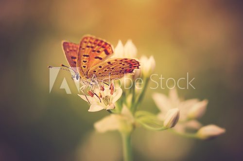 Fototapeta Beautiful butterfly on flower at sunset