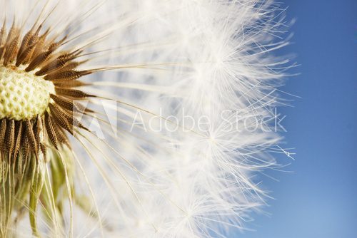 Fototapeta Beautiful dandelion with seeds on blue background