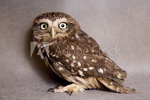Fototapeta Beautiful domestication owl, wild owl, night owl
