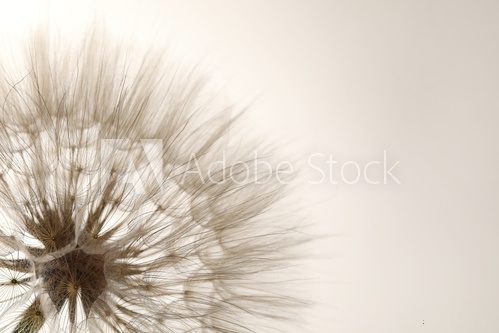 Fototapeta Beautiful fluffy dandelion flower on beige background, closeup. Space for text