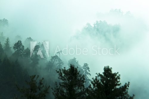 Fototapeta Beautiful fog in Himalayas forest