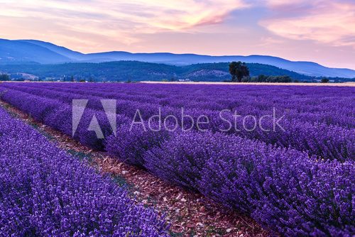 Fototapeta Beautiful landscape of lavender fields at sunset near Sault
