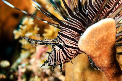 Fototapeta Beautiful Lionfish on a reef