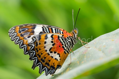 Fototapeta beautiful Monarch Butterfly