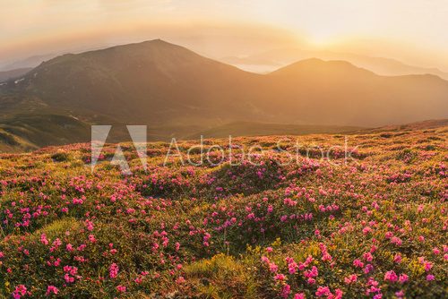 Fototapeta Beautiful mountain landscape with blossoming rhododendron flower