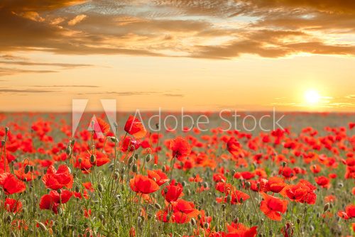 Fototapeta Beautiful poppy field landscape with golden sky, sun and