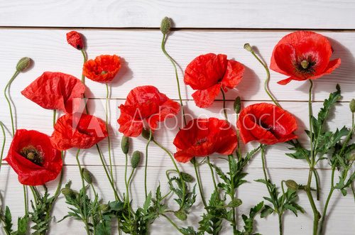 Fototapeta  beautiful red poppies on old white wooden table