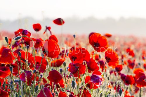 Fototapeta beautiful red poppy field