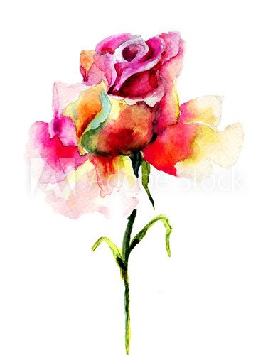Fototapeta Beautiful Rose flower