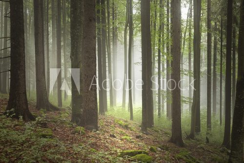 Fototapeta Beautiful spring season foggy forest with stones on the floor covered with moss.