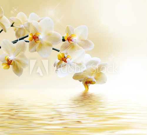 Fototapeta Beautiful white orchid