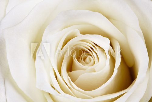 Fototapeta Beautiful white rose.