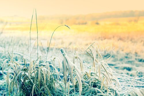 Fototapeta Beautiful winter nature with grass close up