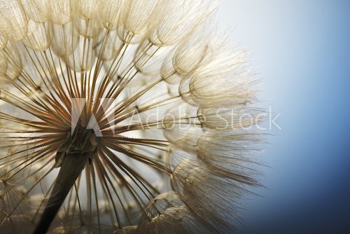 Fototapeta big dandelion on a blue background