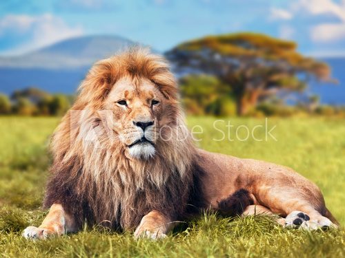Fototapeta Big lion lying on savannah grass. Kenya, Africa