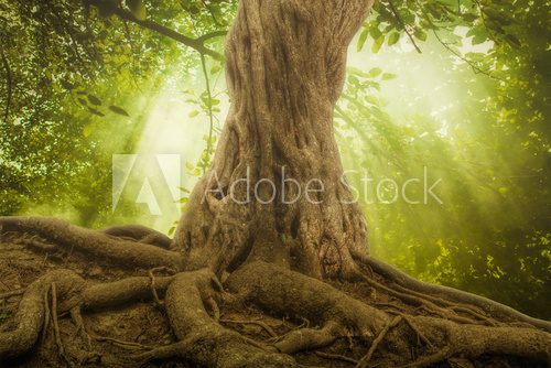 Fototapeta big tree roots and sunbeam in a green forest