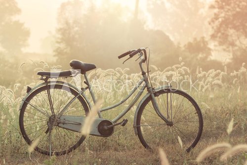 Fototapeta bike on a grass flower in the morning