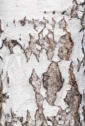 Fototapeta birch bark background
