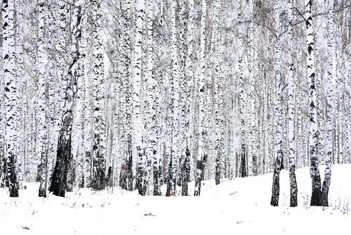 Fototapeta Birch forest in winter