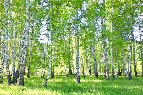 Fototapeta birch forest