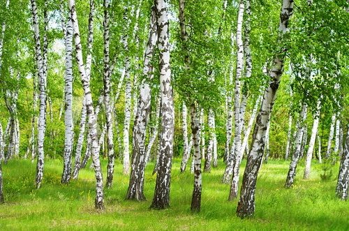 Fototapeta birch grove