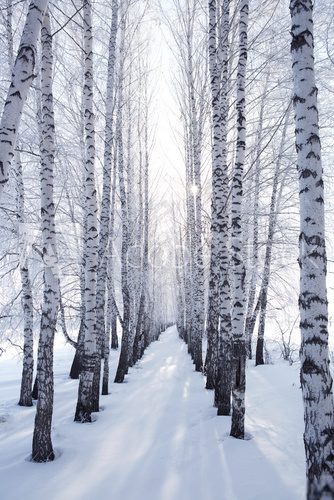 Fototapeta birch in winter