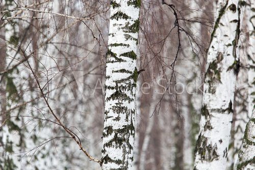 Fototapeta birch tree trunk in a forest in nature
