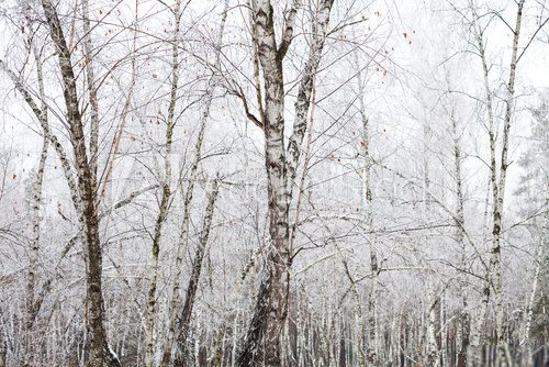 Fototapeta Birch trees covered with hoarfrost