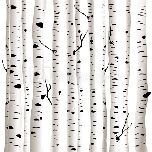 Fototapeta Birches in vector