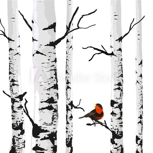 Fototapeta Bird of birches, vector drawing with editable elements.