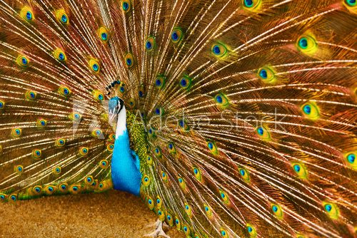 Fototapeta Birds, Animals. Closeup Portrait Of Bright Colorful Male Peacock With Expanded Feathers. Travel To Thailand, Asia. Tourism. 
