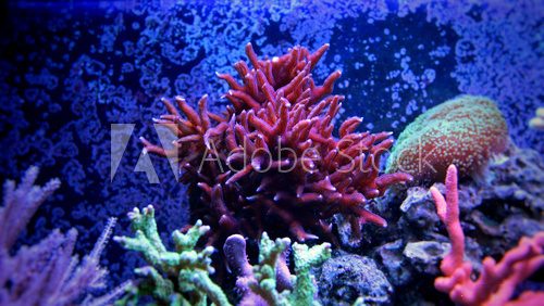 Fototapeta Birdsnest Coral (Seriatopora hystrix)