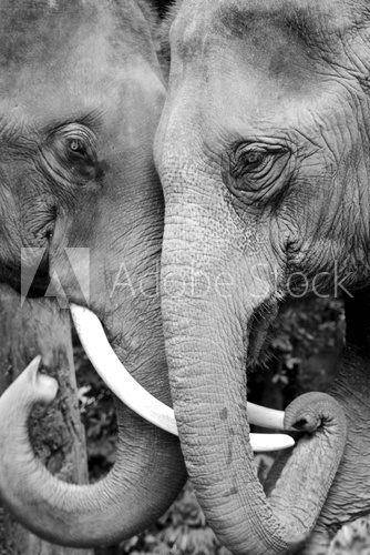 Fototapeta Black and white close-up photo of two elephants being affectionate.