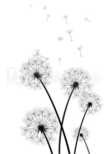 Fototapeta black and white dandelions vector