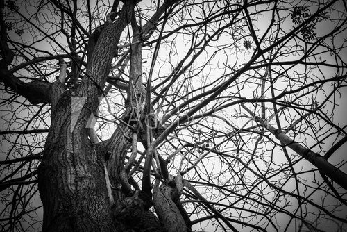 Fototapeta Black and  white old tree