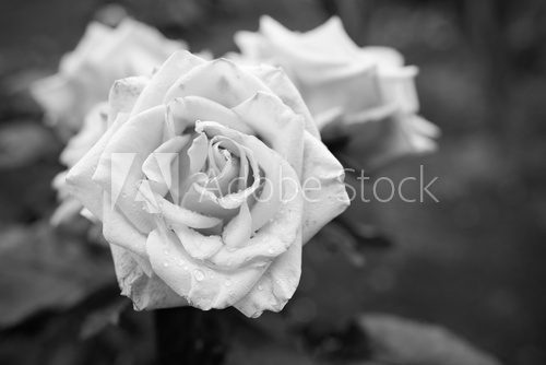 Fototapeta Black and white rose flower